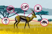 Parasiten dringen heimlich in ihre Wirte ein und leben auf deren Kosten. Eine Antilope kann von mehr als fünf Parasitenarten besiedelt werden.