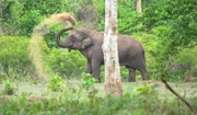 Ein Elefant wirft Staub auf sich, um sich abzukühlen. In ganz Thailand gehen die Tiere auf der Suche nach einer Partnerin an ihre Grenzen. (TV Burabha)