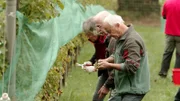 Bei der Weinlese im Stadtweingarten Klagenfurt hoch über den Wörthersee versammeln sich begeisterte Hobbywinzer.