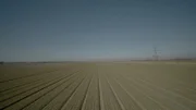 Ens, Niederlande - Das Feld mit den nicht blühenden Tulpen reicht so weit das Auge reicht.