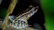 Eine Nahaufnahme eines blau-gelben Frosches. In ganz Thailand gehen die Tiere auf der Suche nach einer Partnerin an ihre Grenzen. (TV Burabha)