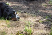 Gerettet! Hund Keks hat einen sicheren und warmen Platz für Petrina Panzerschleiche gefunden.