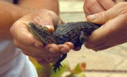 ARD/SWR DAS WAISENHAUS FÜR WILDE TIERE FOLGE 73, "Abenteuer Afrika", am Montag um 16:10 Uhr im ERSTEN. Ein verletztes Babykrokodil soll auf Kur gehen.