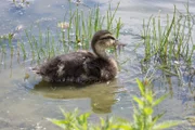 Endlich! Wasser! Die junge Ente ist Hund Keks sehr dankbar, den See hätte er nicht alleine gefunden. Doch wo sind jetzt Emils Mama und seine Geschwister?