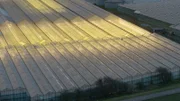 Beesel, Niederlande - Die Gewächshäuser schlafen nie, die Beleuchtung bleibt eingeschaltet und maximiert das Wachstum der Salate im Inneren.