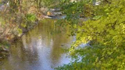 Wienfluss bei Wolf in der Au.