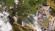 Eurasischer Luchs auf der Lauer.
