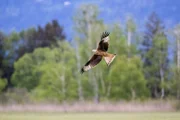 Der Rotmilan hat sich stark ausgebreitet und ist jetzt ein häufiger Greifvogel im Alpenrheintal.