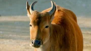 Ein Java-Banteng.