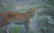 Ein Leopard läuft in der Abenddämmerung durch das Gras. In ganz Thailand sind die Tiere ständig auf der Suche nach Nahrung und befinden sich in einem tödlichen Kampf, um Beute zu machen oder nicht gefangen zu werden. (TV Burabha)