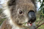 Ein erwachsener Koala frisst etwa ein Pfund Eukalyptusblätter am Tag. Das sind ungefähr zwei Einkaufstüten!