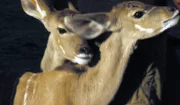 Kudu Quincey ist erst seit einer Woche auf Harnas.