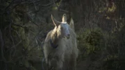PORT PROTECTION, ALASKA- Hans and Timbi's goat watches as they secure overhead netting to the goat pen. (Photo Credit: National Geographic Channels/Robert Jolley)