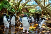 Nur wenige Pinguinarten auf der Welt brüten im Wald. Snaresinselpinguine laufen bis zu tausend Meter landeinwärts, um ihre Jungen zu füttern.