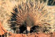 Der Ameisenigel ist wie das Schnabeltier ein eierlegendes Säugetier. Mit unserem Igel ist er nicht verwandt.