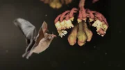 Nektarfledermaus an Marcgravia-Blütenstand