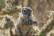 Die Welt der Hörnchen Folge 2 Antilopenziesel in Arizona