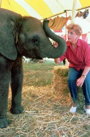 In einem Zirkus geschehen seltsame Unglücksfälle. Jessica Fletcher (Angela Lansbury) macht sich auf die Suche nach den Ursachen ...