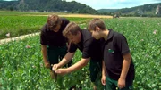 Für Markus Hiermeier und seine Söhne Niklas und Kilian ist das Mohnfeld ein Experiment.