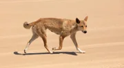 Dingos ernähren sich hauptsächlich von kleinen Säugetieren und Reptilien