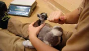 Im Tropen-Aquarium wird das mutterlose Kattababy Mangoky mit der Flasche großgezogen.