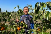 Auf der südkoreanischen Insel Aphä baut der Bauer Kim Jang Kakis an. Durch den Klimawandel verschlechtert sich die Ernte stetig.