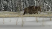 Mammoth.