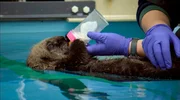Baby-Seeotter wird mit Flasche gefüttert.