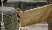 ARD/NDR LEOPARD, SEEBÄR & CO., FOLGE 92, "Otterbabys beim "Kinderarzt"", am Montag um 16:10 Uhr im ERSTEN. Die kleinsten Paviane machen es sich in den Hängematten bequem.