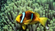 Ein Anemonenfische schwimmen durch Anemonen in der Sodwana Bay vor der Küste von KwaZulu Natal, Südafrika.