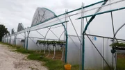 Nann Kühl baut in elf 85 Meter langen Gewächstunneln Erdbeeren an - das aktuell modernste Anbausystem.