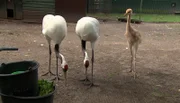 ARD/NDR LEOPARD, SEEBÄR & CO., FOLGE 91, "Papa Katta ist der Beste". Die äußerst seltenen Mandschurenkraniche haben Nachwuchs.