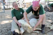 Action auf dem Schaubauernhof: Die Schafe müssen geschoren werden. Natürlich könnte man eines nach dem anderen drannehmen - aber in der Wilhelma machen die Tierpfleger einen Wettbewerb daraus: Drei Teams treten gegeneinander an. Es geht um Geschwindigkeit und um den Chic beim Schnitt.