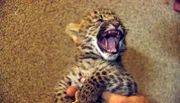 Das Leopardenbaby zeigt fleißig seine Zähnchen.