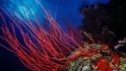 Korallenriff an der westlichen Küste von Afrika. Lebensraum für beeindruckende Spezies unseres Planeten.