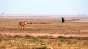 Von der unwirtlichen Wüste über die gefährliche Küste bis hin zum weitläufigen Grasland und den artenreichen Korallenriffen: In Afrikas ungezähmter Wildnis kämpfen tagtäglich die beeindruckendsten Spezies unseres Planeten ums Überleben. Foto: Löwe, der über die Liuwa-Ebene im Liuwa Plain Nationalpark, Zambia, auf ein einsames Gnu zugeht.