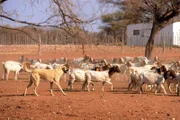 Ein Anatolischer Schäferhund bewacht eine Ziegenherde