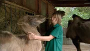 ARD/NDR LEOPARD, SEEBÄR & CO., FOLGE 89, "Die Buddelfreuden der Bären", am Mittwoch (14.03.12) um 16:10 Uhr im ERSTEN. Die Tierpflegerin Vanessa Kempe versorgt den Kamelnachwuchs Kalif.