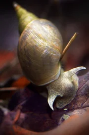 Die Spitzhornschnecke ist die größte unserer heimischen Schlammschnecken, sie frisst gerne Algen und wie alle Schlammschnecken ist sie ein Lungenatmer, der zum Lufthohlen an die Wasseroberfläche kommt.