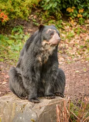 Brillenbär Bernie.