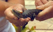 Ein verletztes Babykrokodil soll auf Kur gehen.