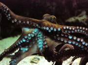 Die Wilhelma hat einen Kraken bekommen. Die Tiere mit den acht Armen sind sehr intelligent und lieben Herausforderungen. Deswegen gibt's Dosenfutter. Der Haken: Pfleger Markus verlangt, daß der Oktopus die Dose selber öffnet.