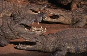 Serengeti-Nationalpark, Tansania - Krokodile, die sich am Flussufer in der Sonne sonnen.