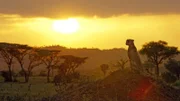 Abendstimmung im Naturreservat Serengeti.