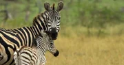 Zebra Tishala muss gut auf ihr Fohlen aufpassen.