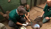 Dr. Flügger entnimmt dem Mandrillmännchen Enuro eine Blutprobe.