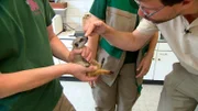 Tierarzt Tobias hat einen Querschnitt durch die Wilhelma auf seinem Tagesplan: Ein Perlhuhn, zwei Erdmännchen (Bild) und eine Schlange sind für seine Sprechstunde angemeldet - aber keines freiwillig.