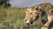 Ein computergeneriertes Bild aus der Episode "Die Geheimnisse des Säbelzahntigers" zeigt einen Säbelzahntiger.