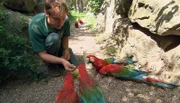 Dave Nelde versucht einem Ara Medizin, versteckt in einer Rosine, unterzujubeln.