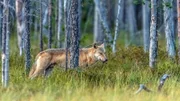 Ein Wolf auf Nahrungssuche durchstreift die Wälder Skandinaviens.